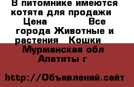 В питомнике имеются котята для продажи › Цена ­ 30 000 - Все города Животные и растения » Кошки   . Мурманская обл.,Апатиты г.